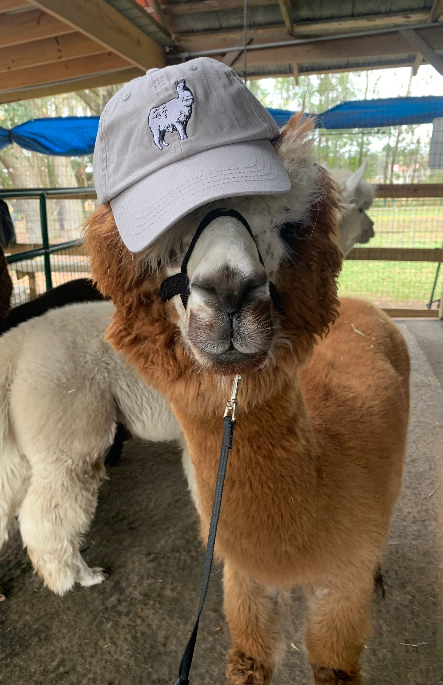 Llamas Don't Spit hat - Gray