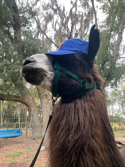 Llamas Don't Spit hat - Blue