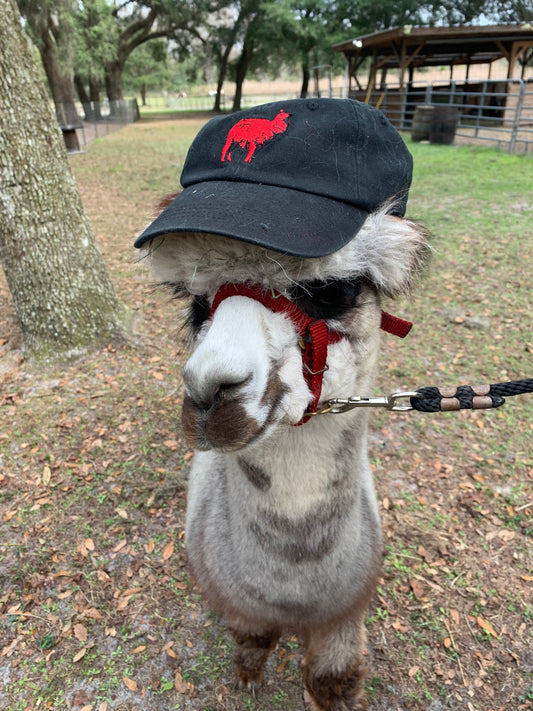 Llamas Don't Spit hat - Black